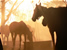 Horse riding in Kenya
